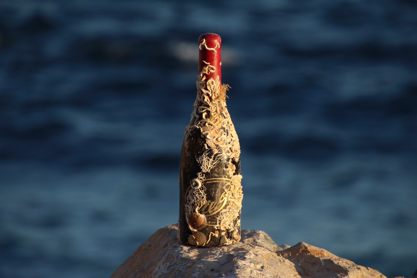 Botella de vino submarino cubierta de vida marina tras envejecer en el Mediterráneo