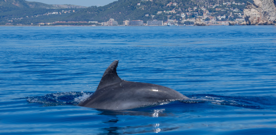 Islas Medas: Aguas, Corrientes y el Paso de Cetáceos